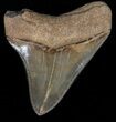 Gorgeous, Serrated, Megalodon Tooth #39932-1